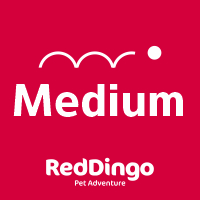 Red Dingo póráz medium